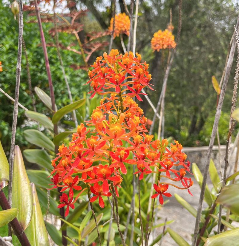 Epidendrum