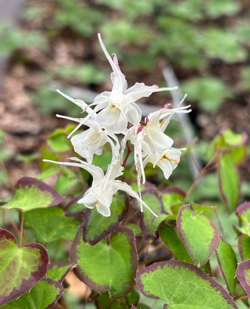 Epimedium