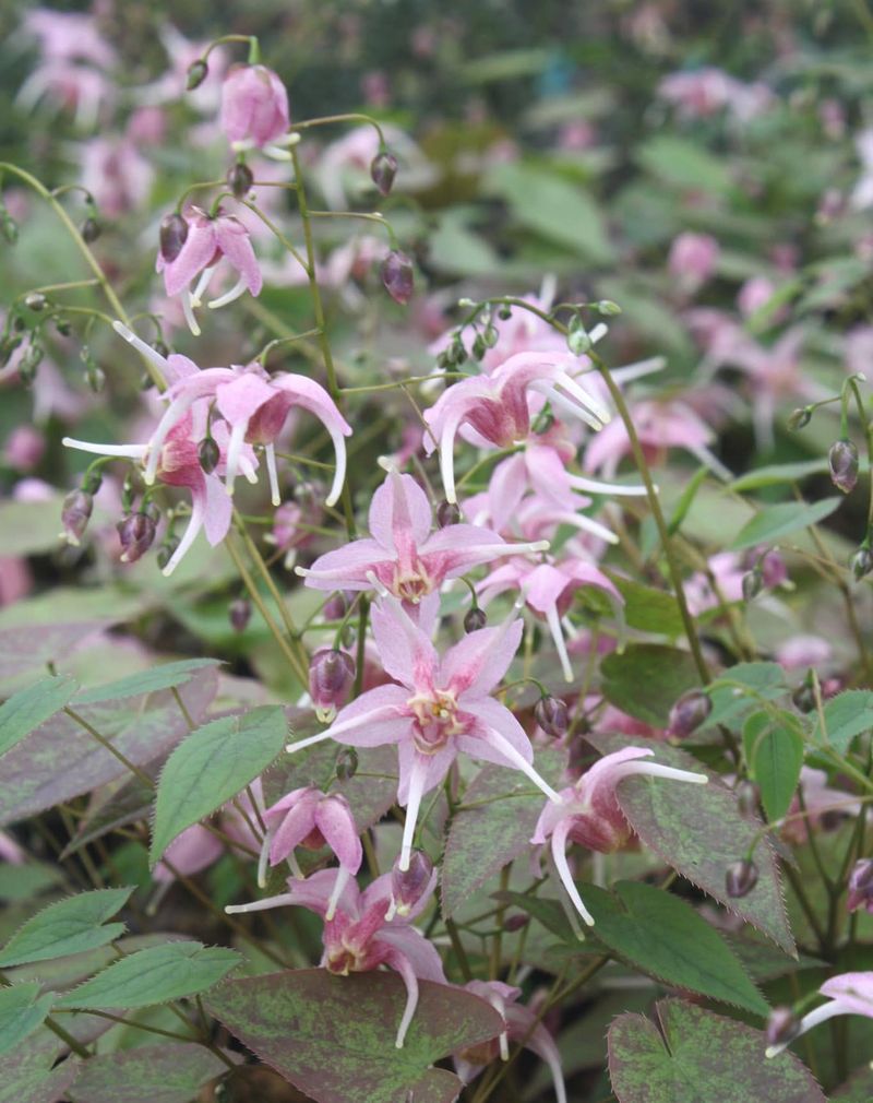 Epimedium