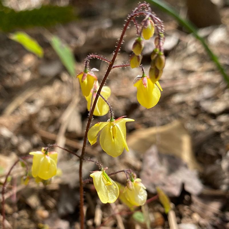 Epimedium