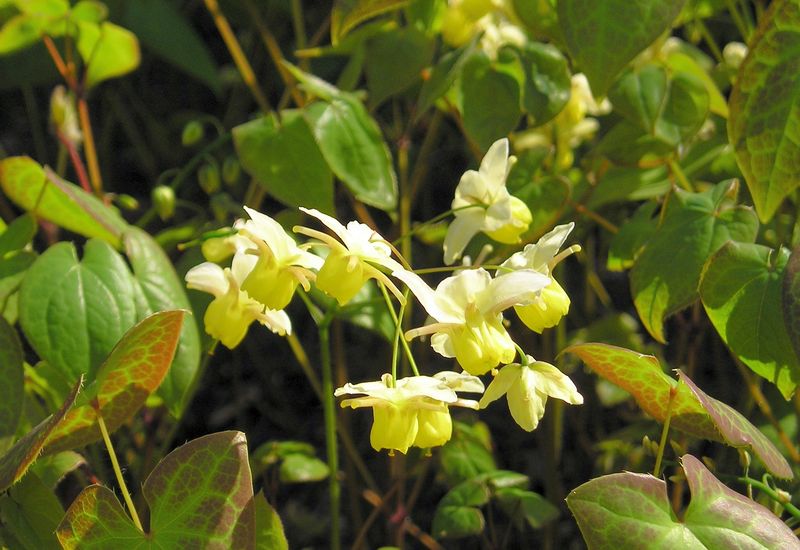 Epimedium