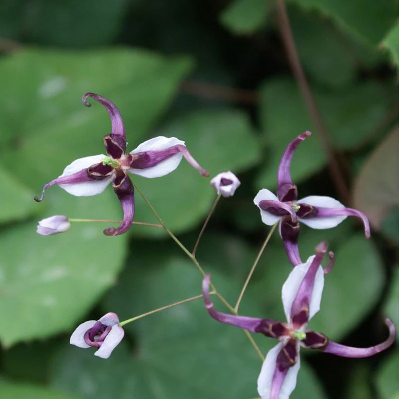 Epimedium