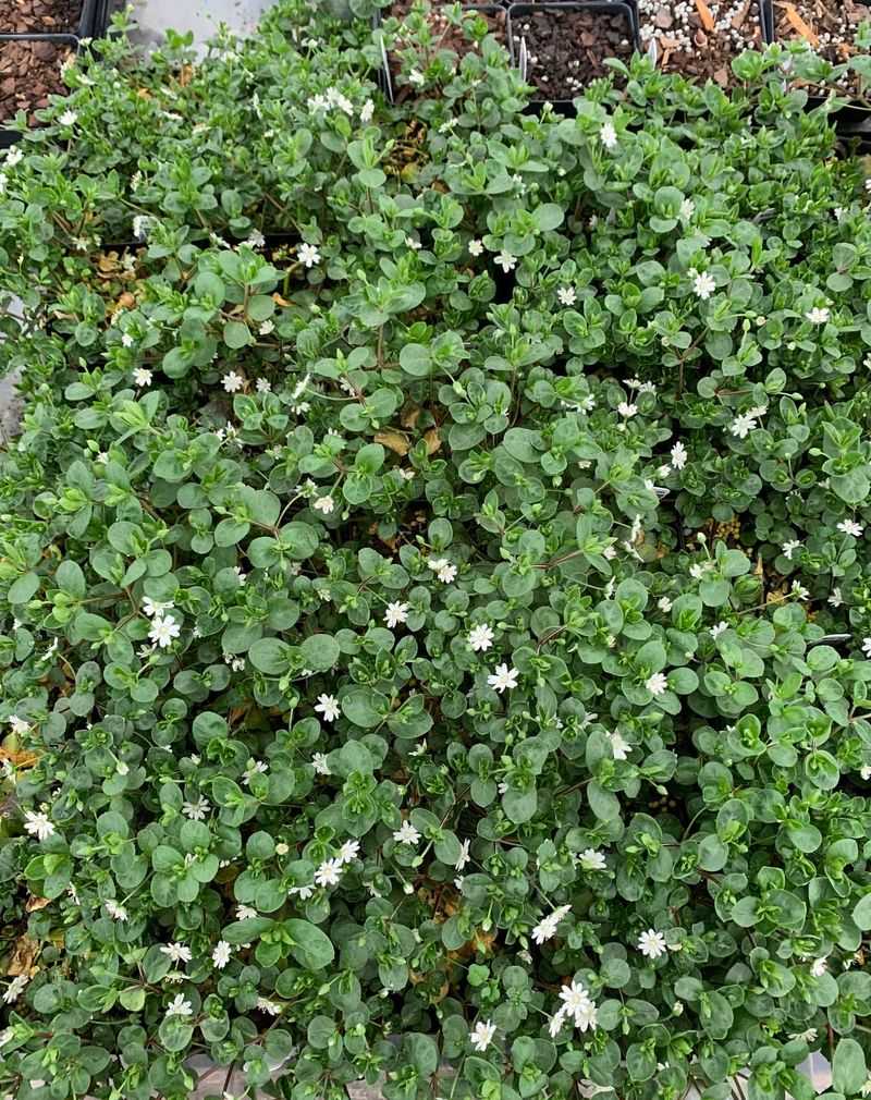 Epimedium Grandiflorum