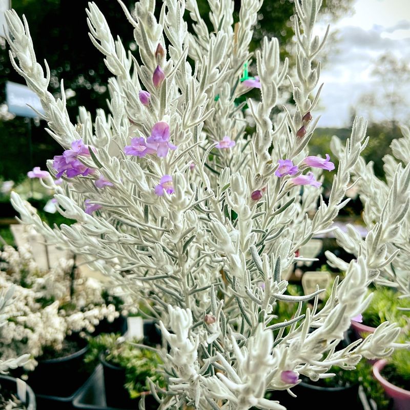 Eremophila