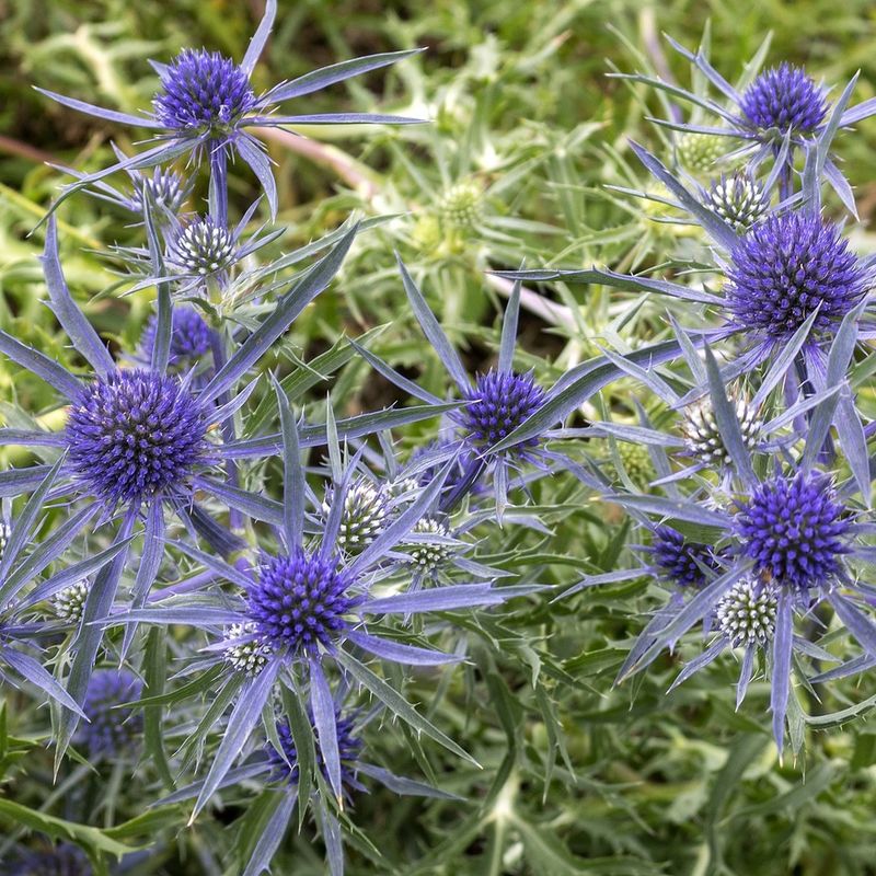 Eryngium