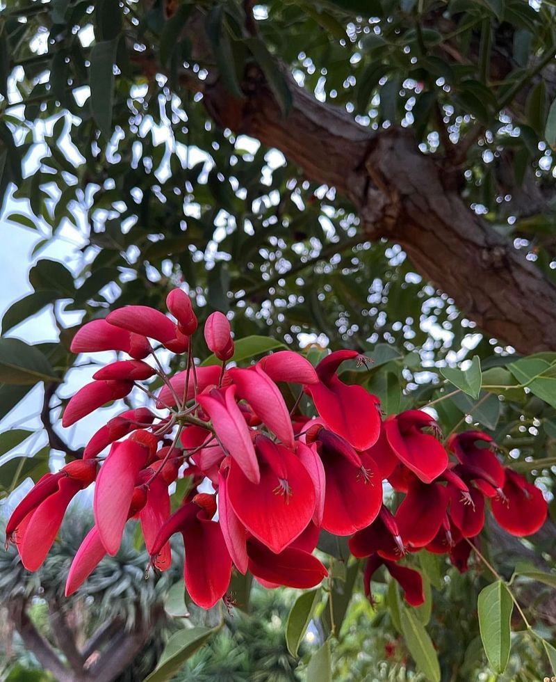 Erythrina crista-galli