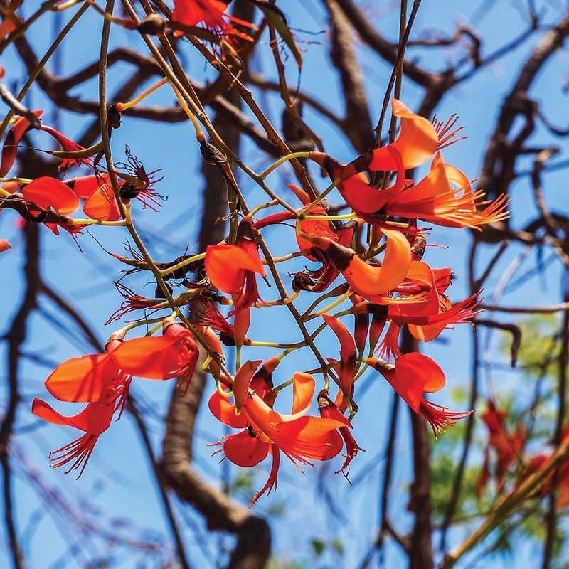 Erythrina