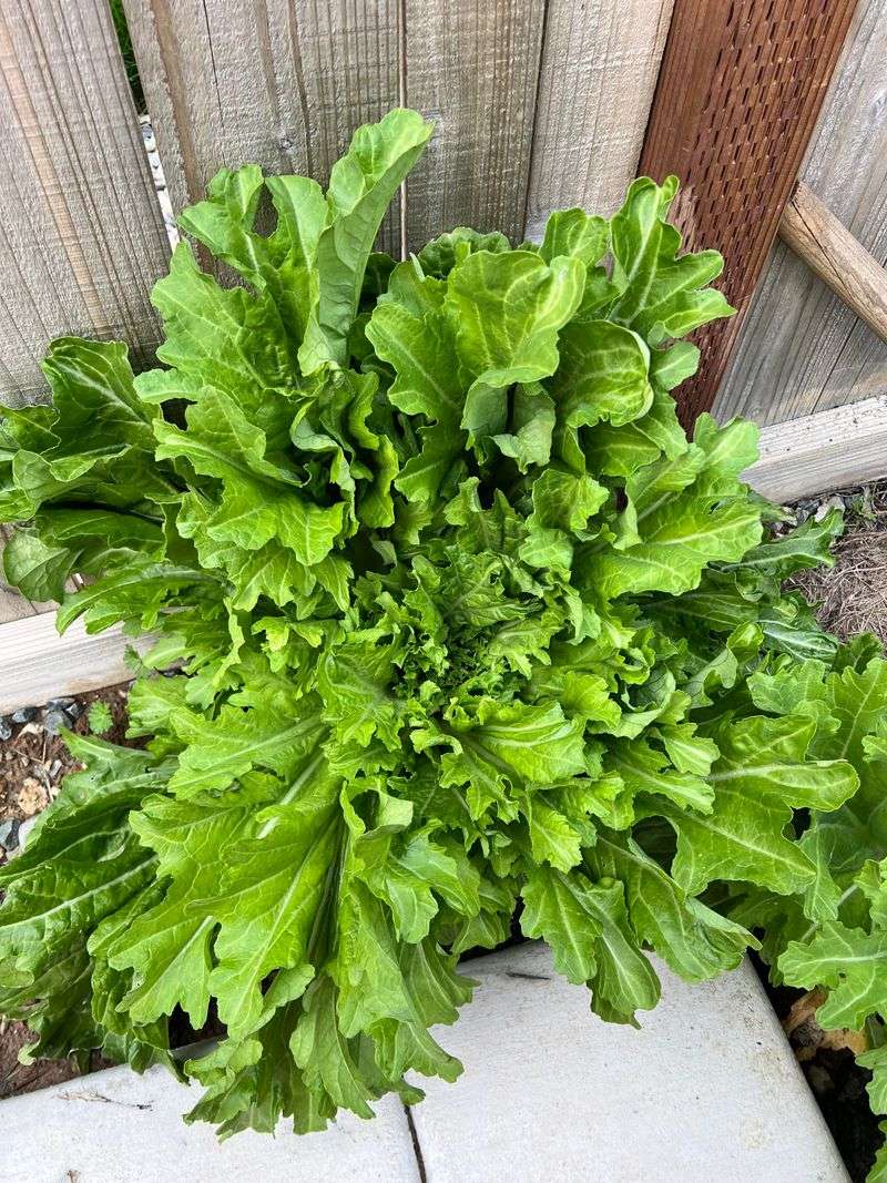 Escarole