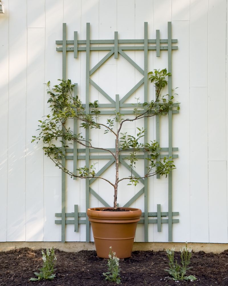 Espalier Apple Trellis