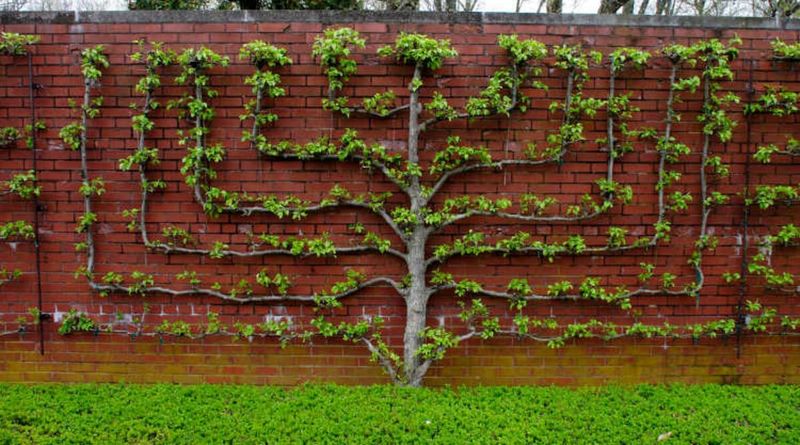 Espalier Technique