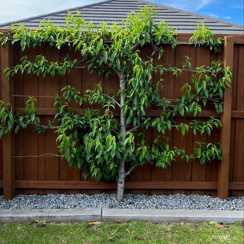 Espalier Trees