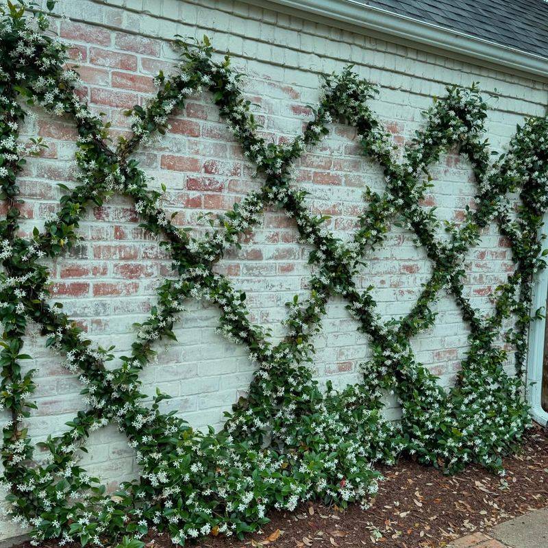 Espalier Trellis