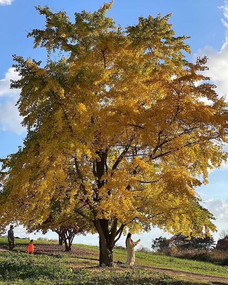 Espresso Kentucky Coffee Tree