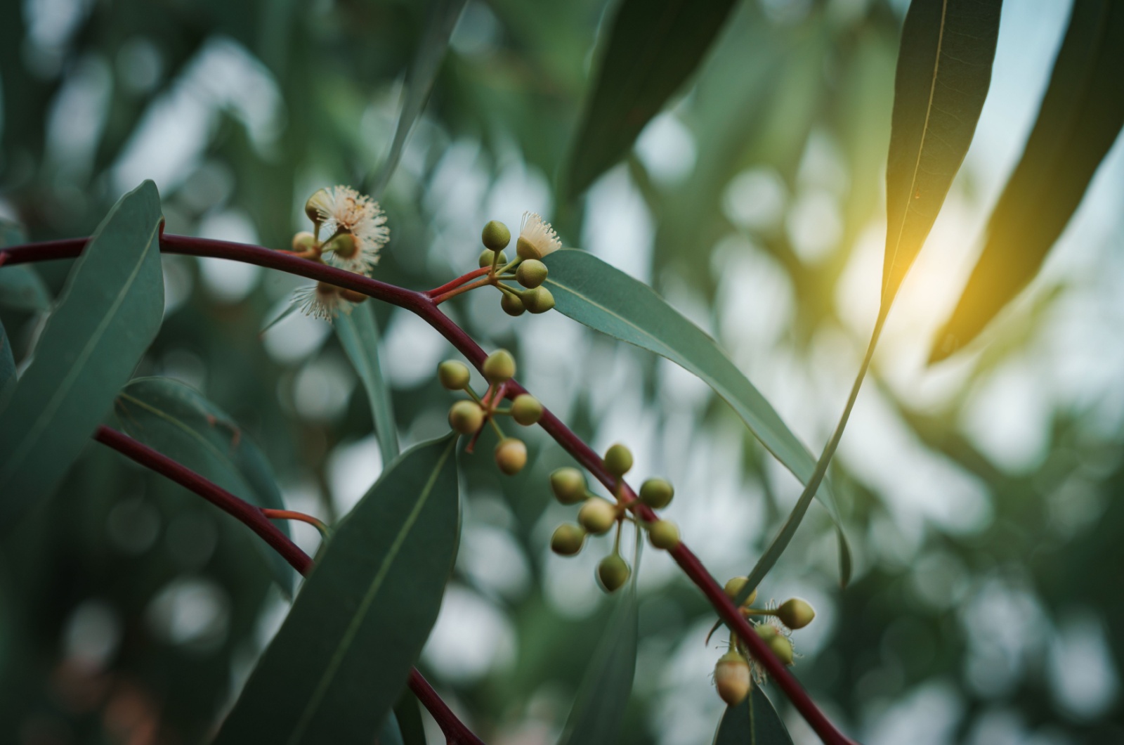 Eucalyptus