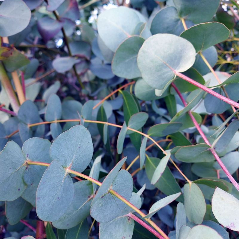 Eucalyptus Leaves