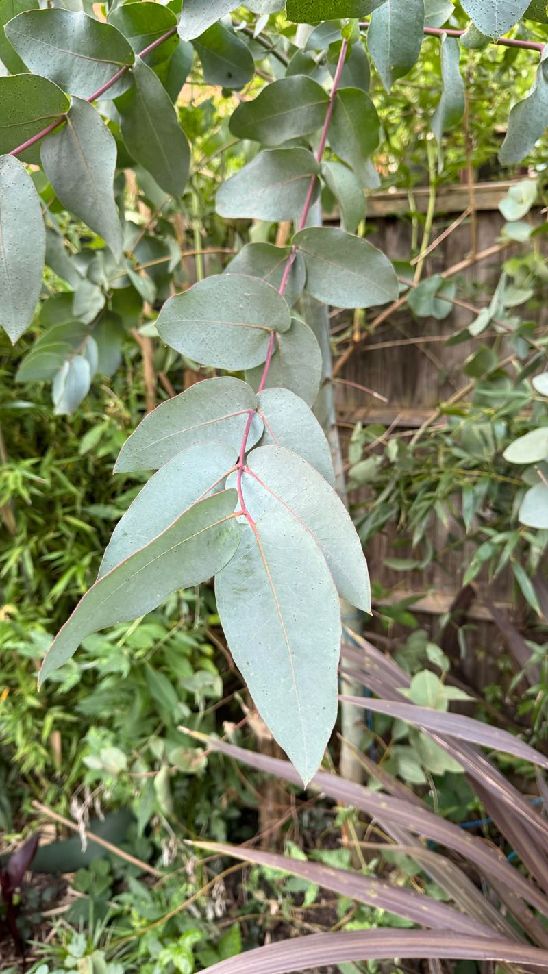 Eucalyptus