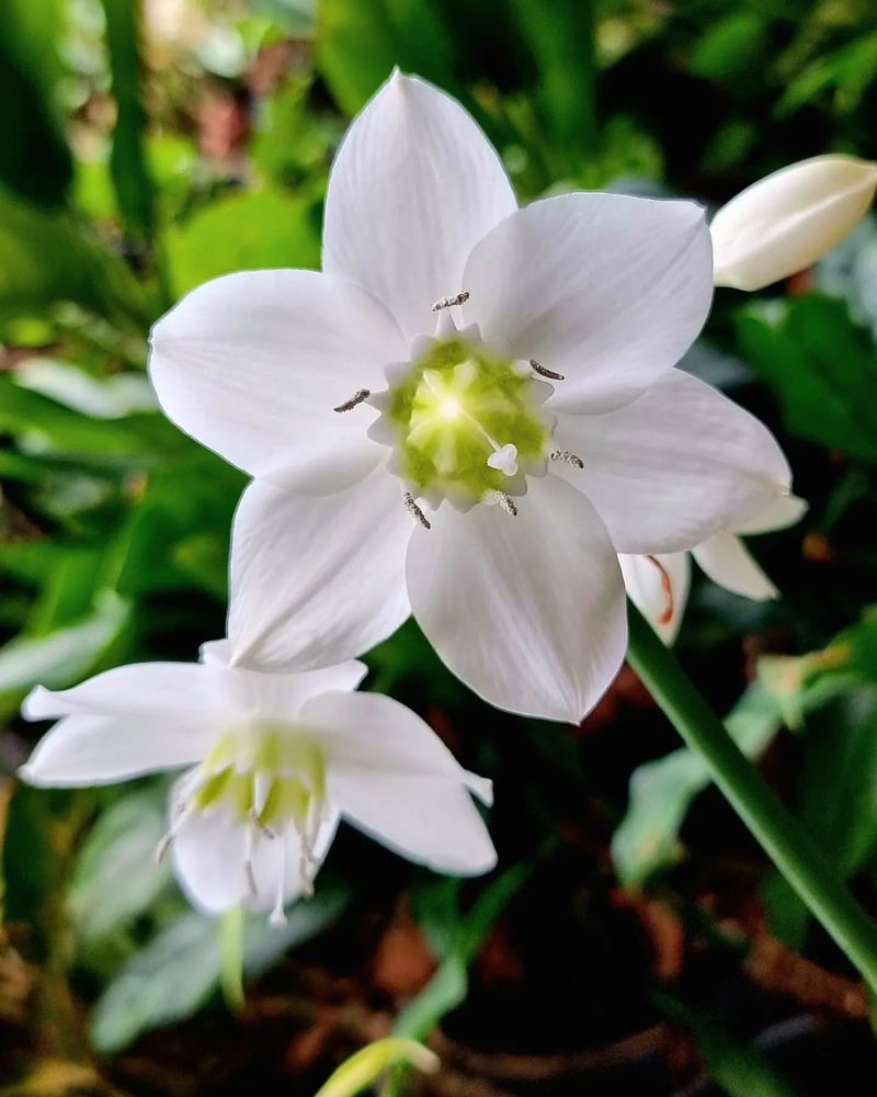 Eucharis Lily