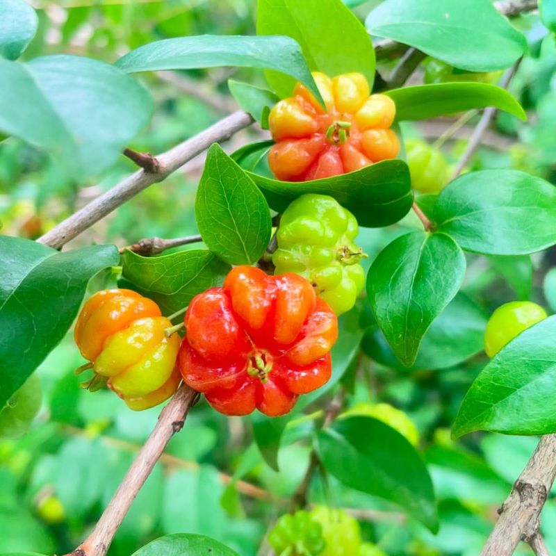 Eugenia uniflora