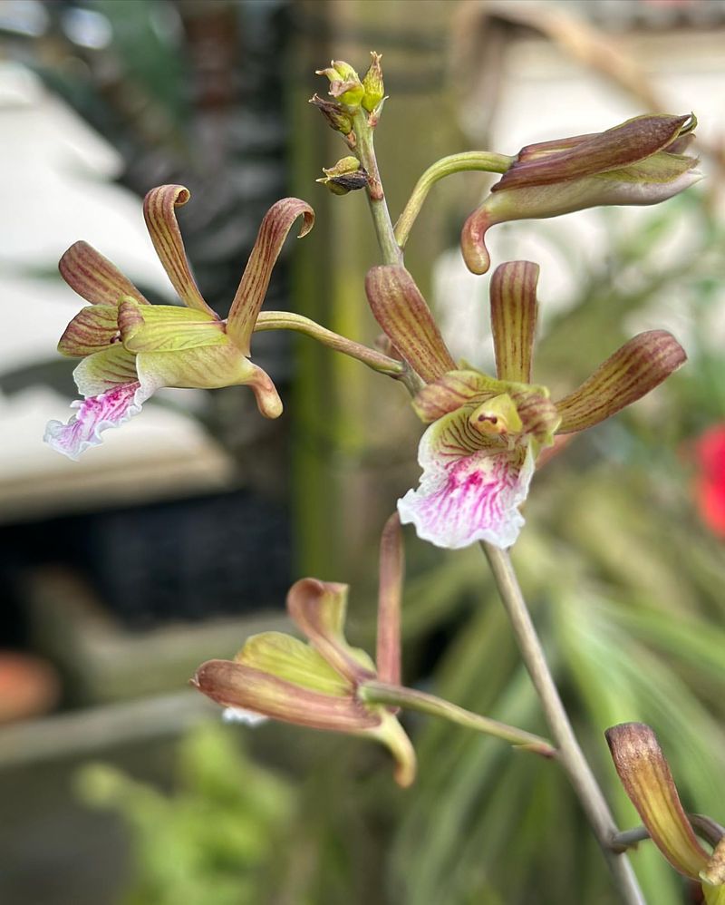 Eulophia Orchid