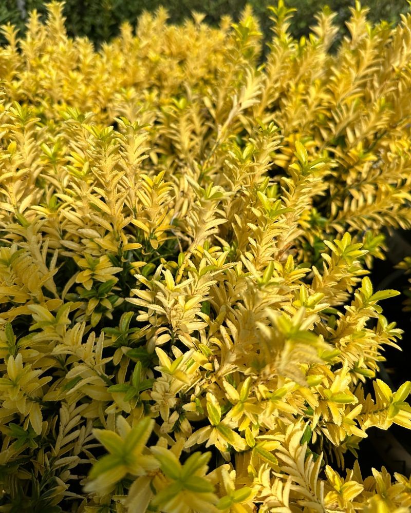 Euonymus