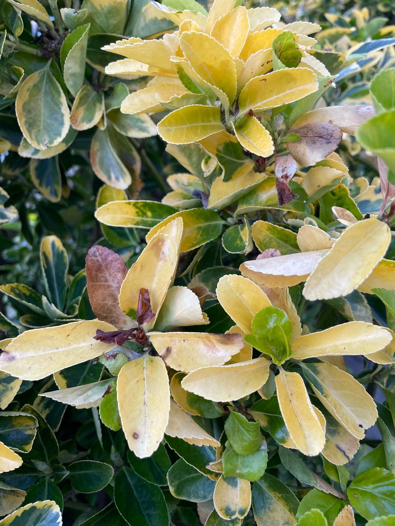 Euonymus