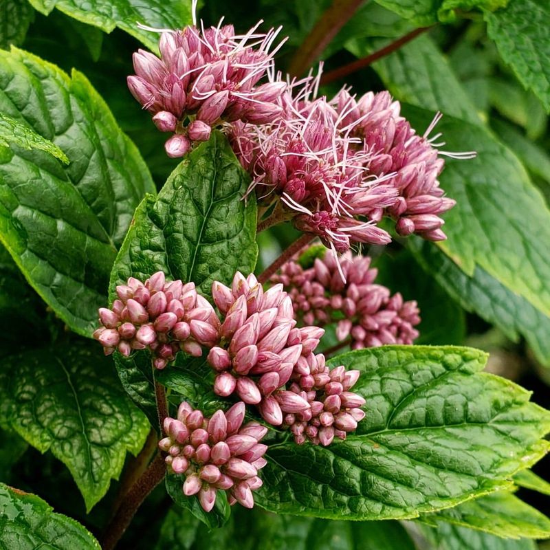 Eupatorium