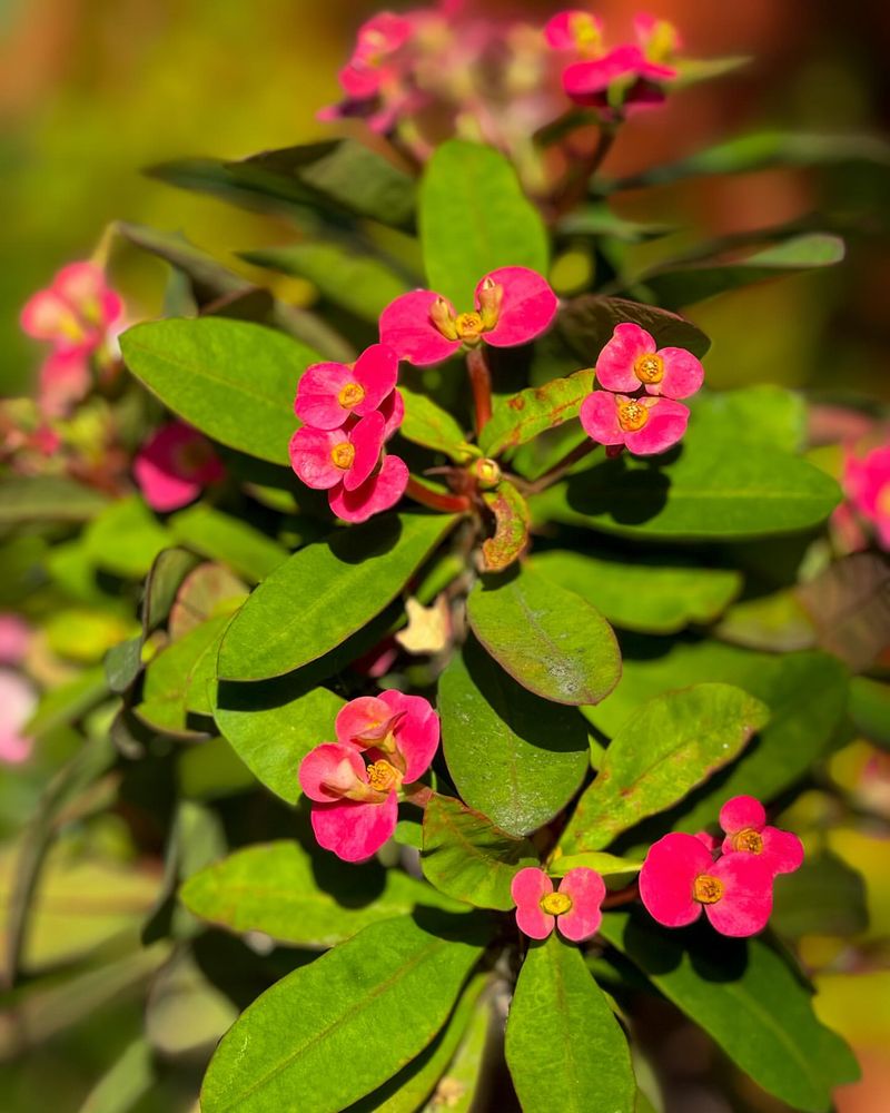 Euphorbia