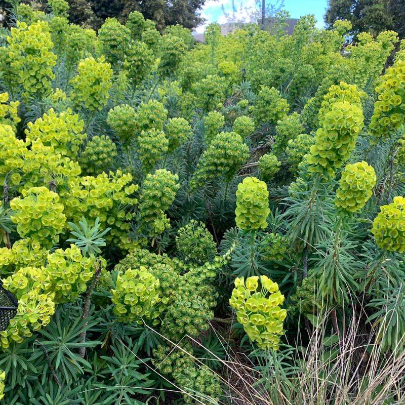 Euphorbia