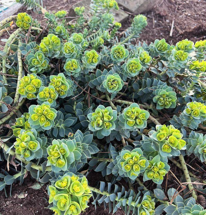 Euphorbia