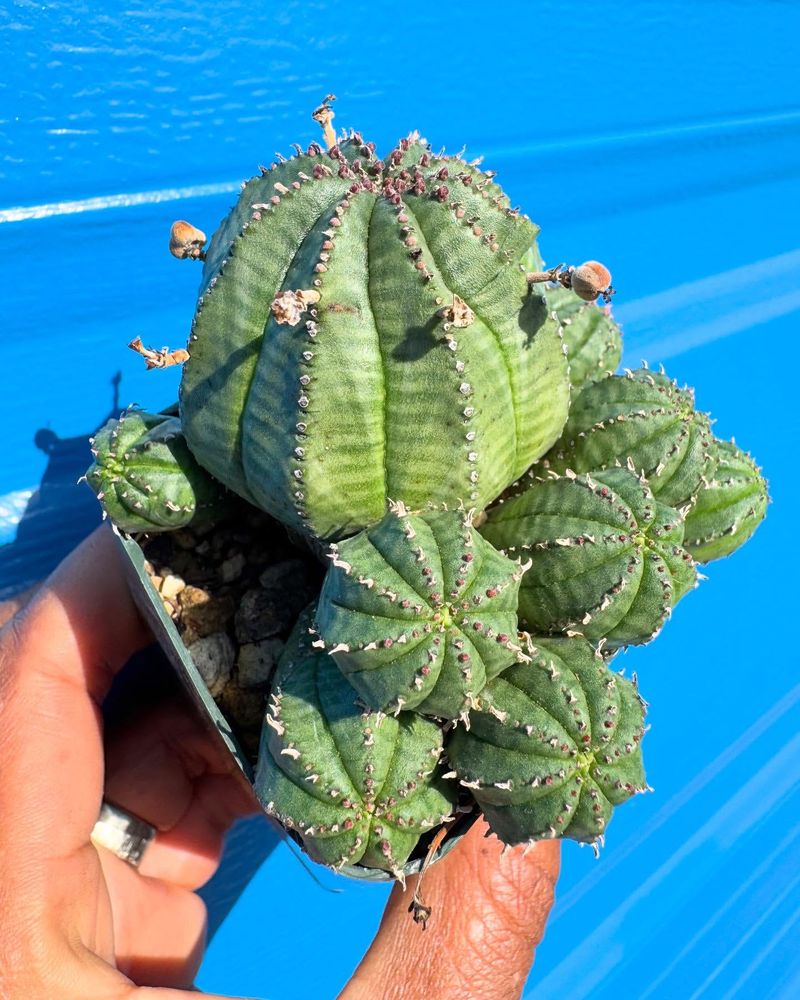 Euphorbia obesa