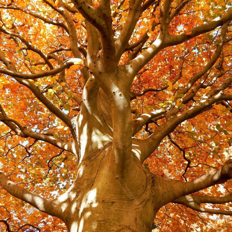 European Beech