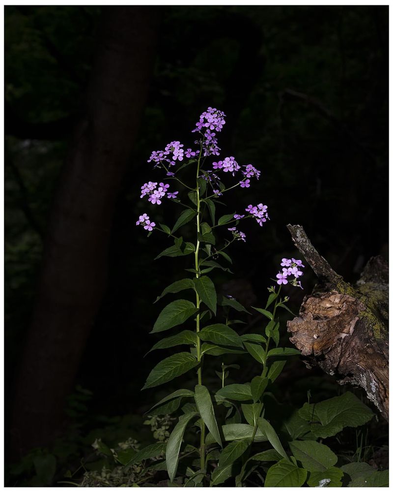 Evening Hesperis