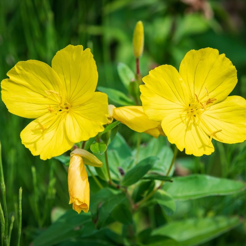 Evening Primrose