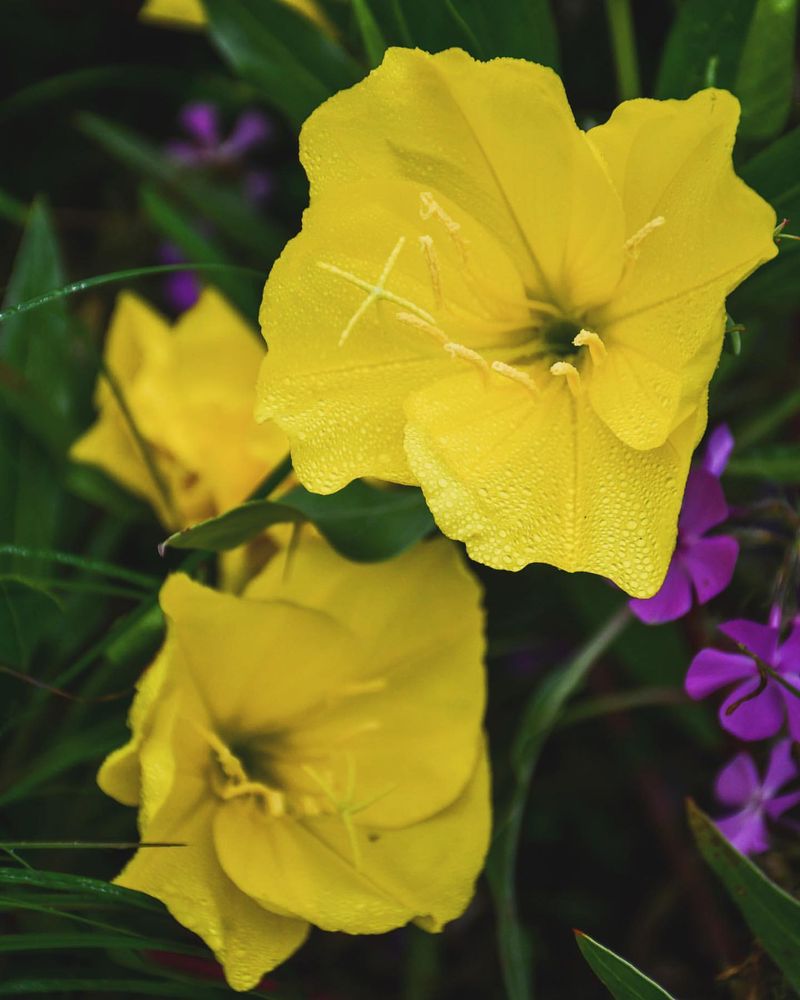 Evening Primrose