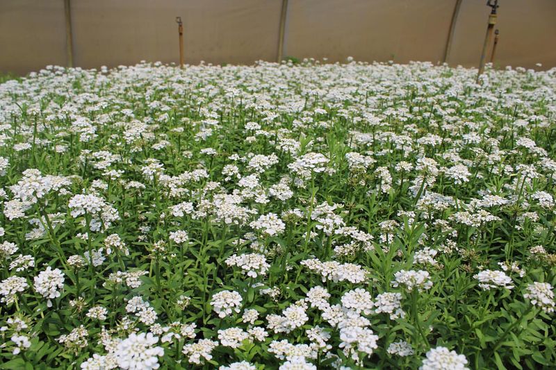 Evergreen Candytuft