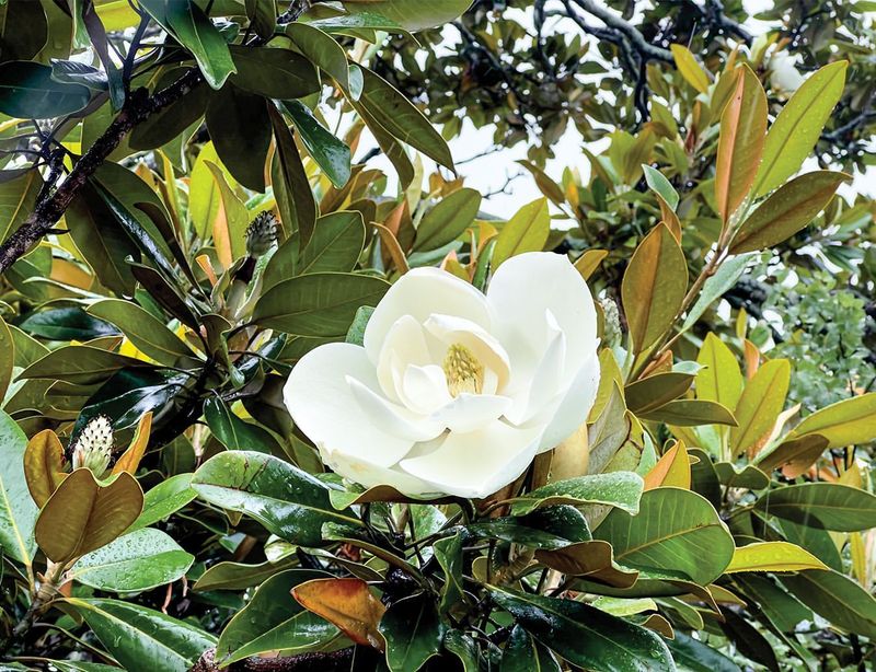 Evergreen Magnolia