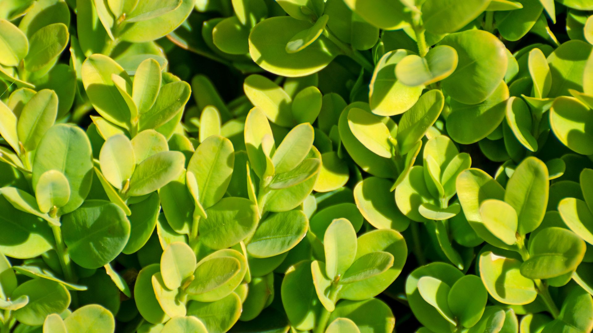 39 Evergreen Shrubs To Plant For Year-Round Beauty