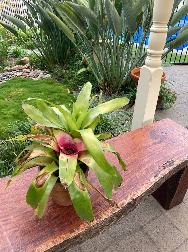 Exotic Bromeliads