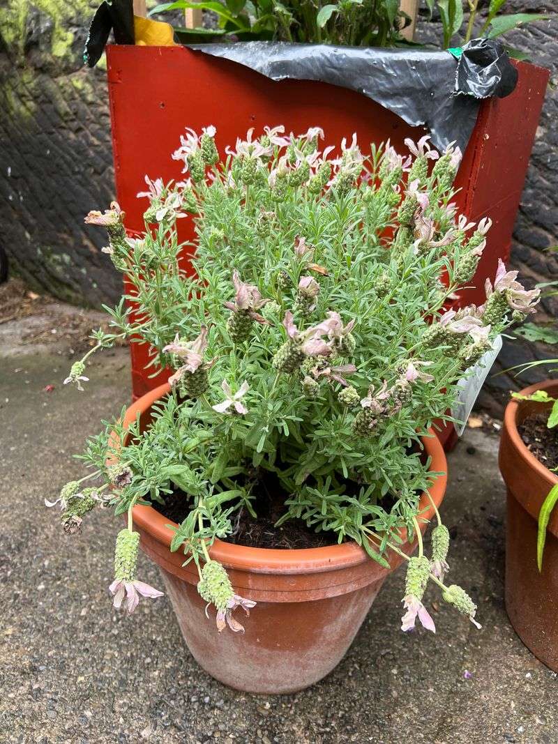 Experiment with Different Lavender Varieties