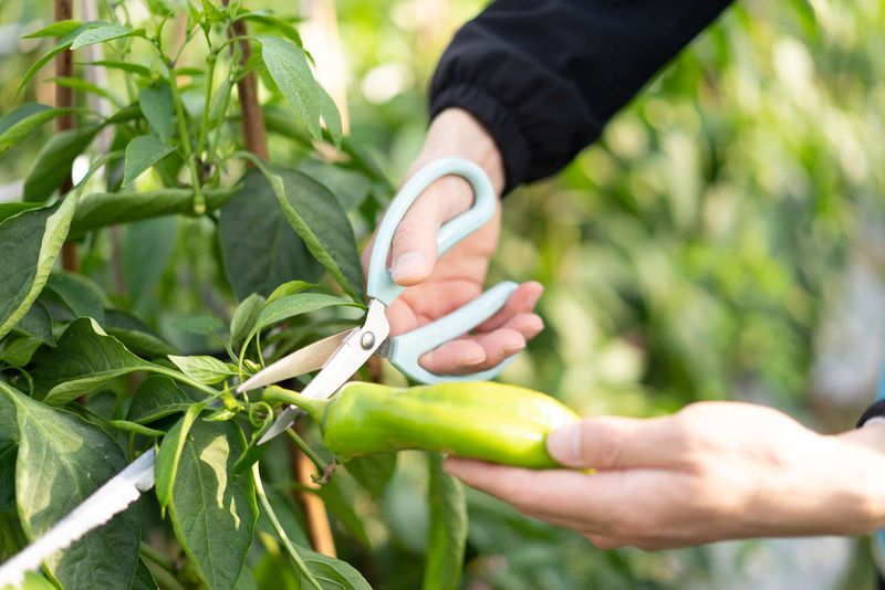 Facilitates Easier Harvesting