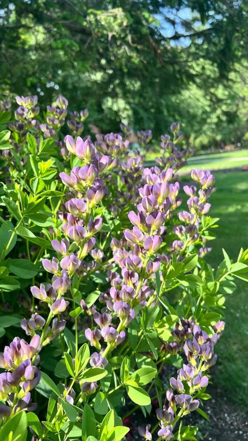 False Indigo