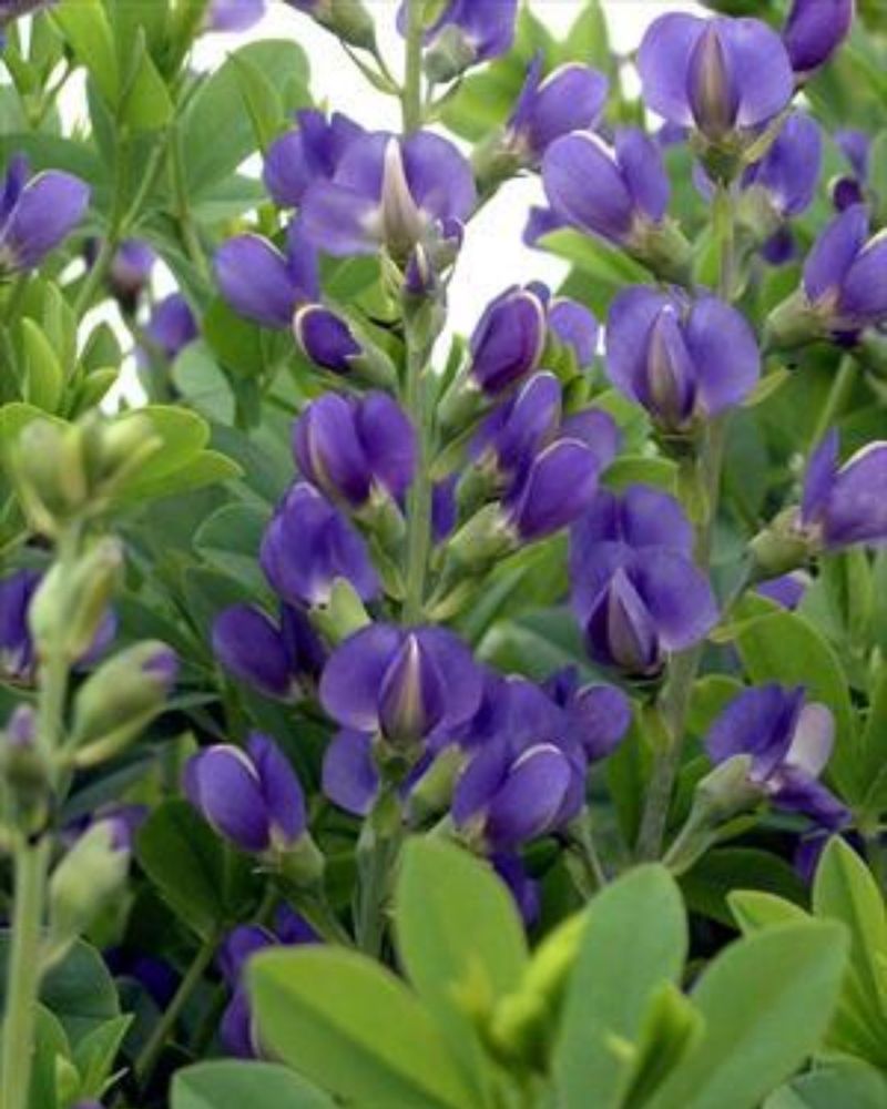 False Indigo