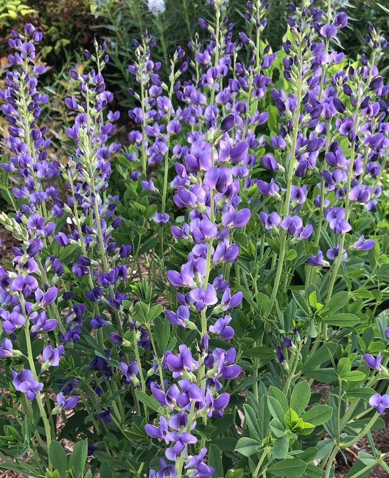 False Indigo (Baptisia australis)