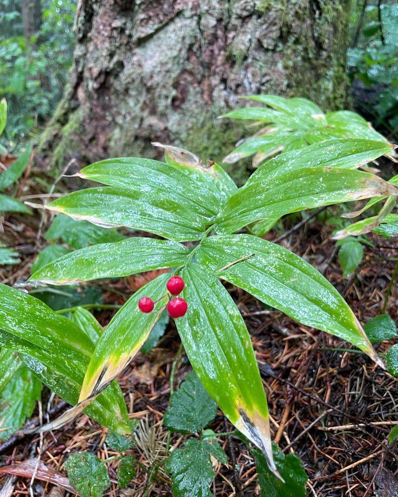 False Solomon's Seal