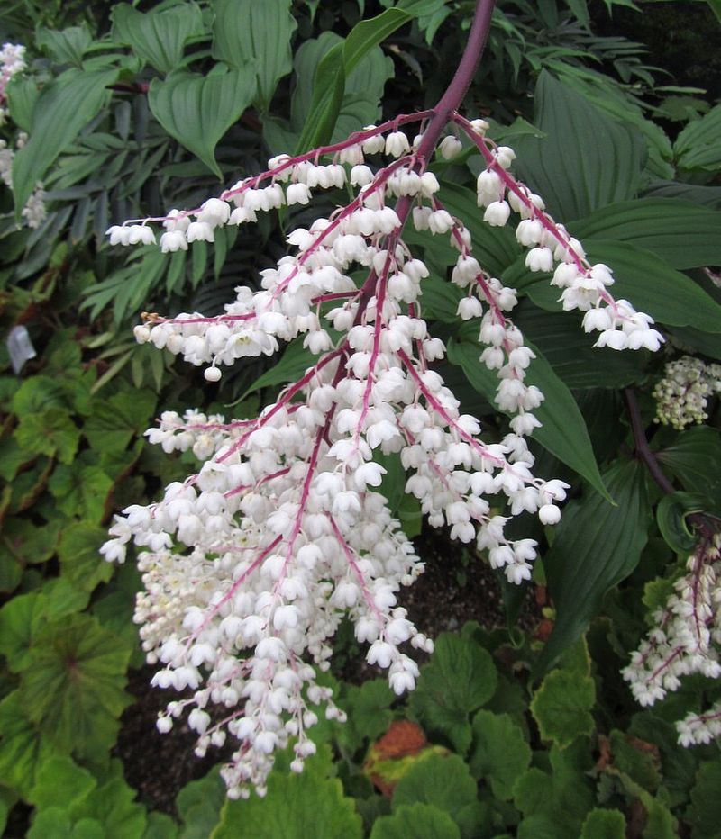 False Solomon's Seal