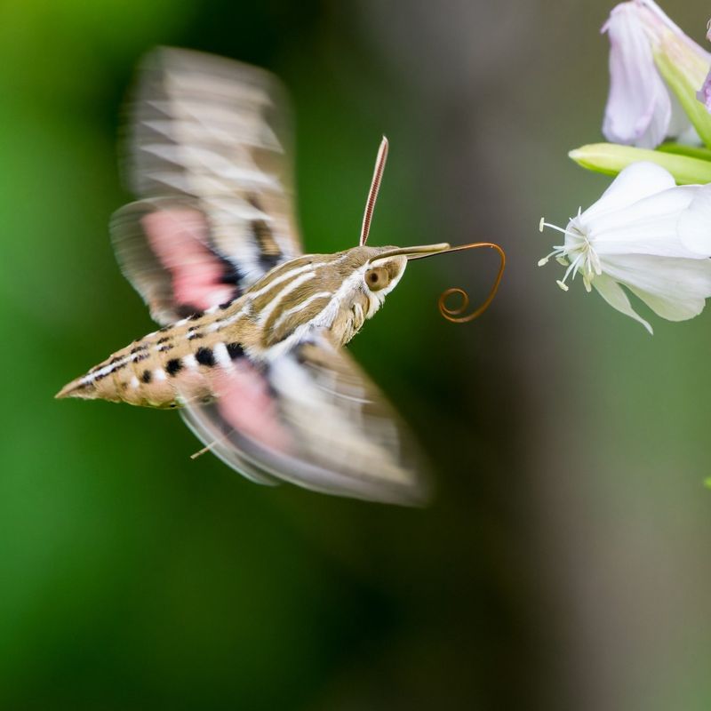 Fascinating Proboscis