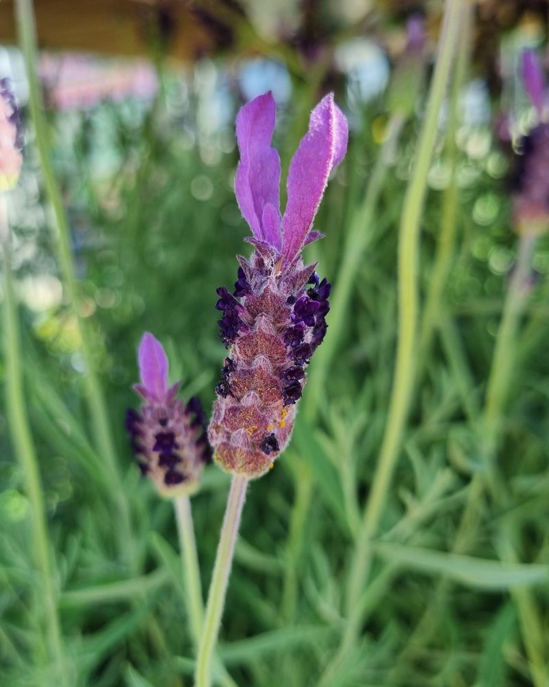 Fathead Lavender