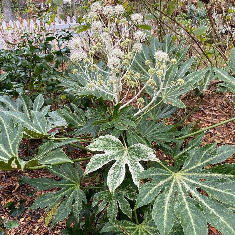 Fatsia