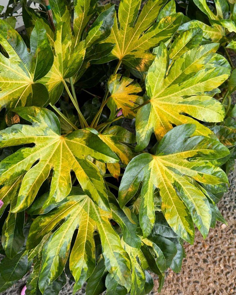 Fatsia Japonica