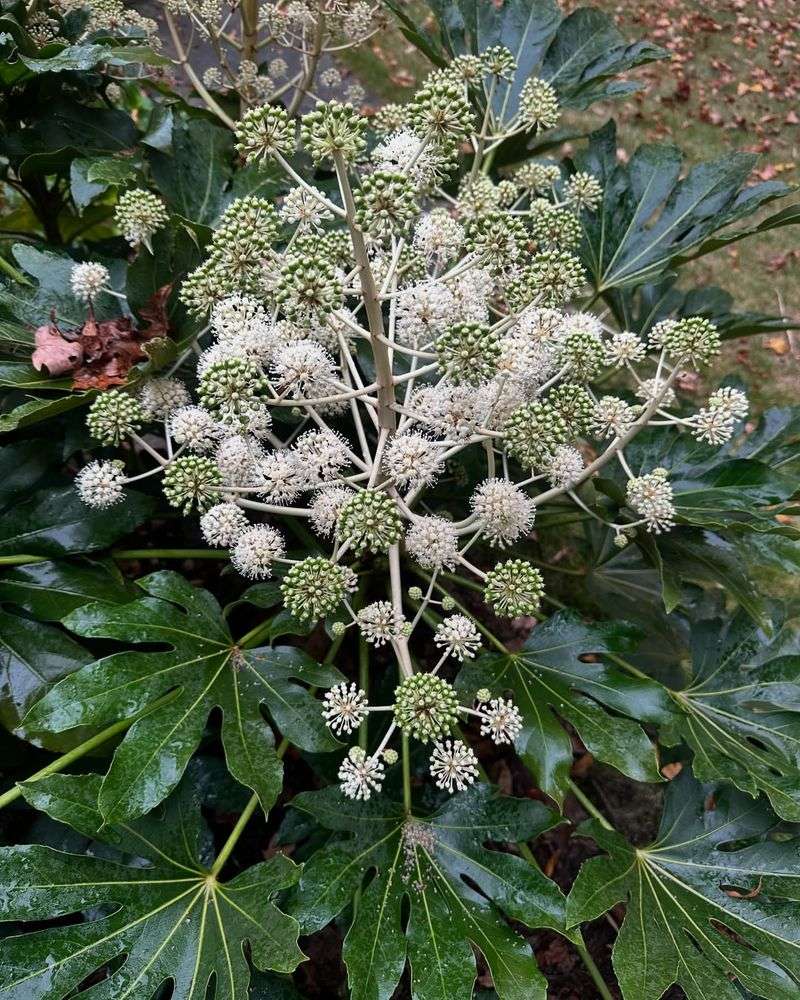 Fatsia Japonica